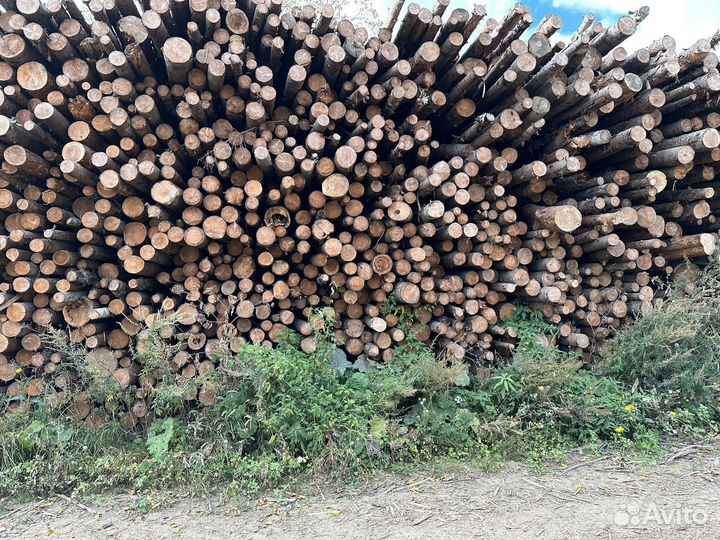 Баланс хвойных пород