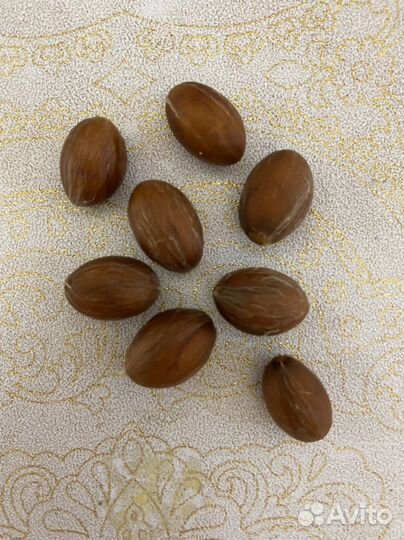 Семена пальмы Хамеропс