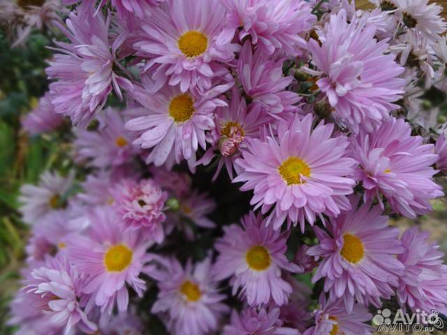 Хризантемы для сада разные