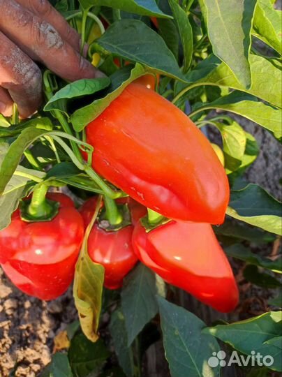 Перец болгарский оптом