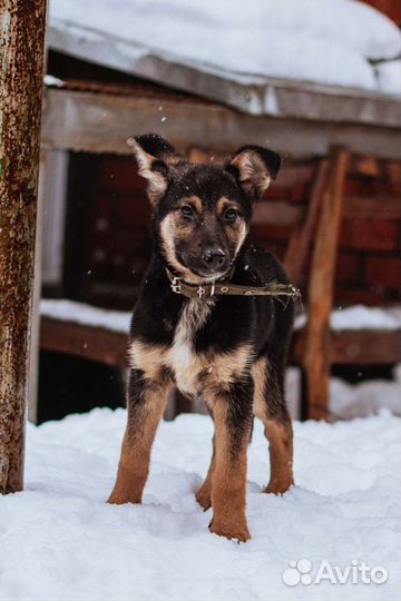 Щенок в добрые руки