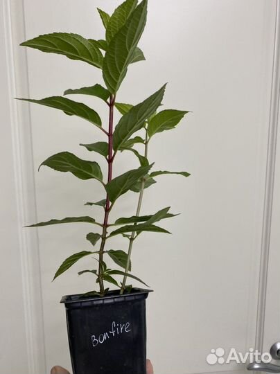 Гортензия саженцы Bonfire/Pixio/серия Pan/классика