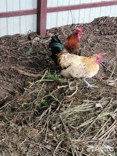 Петушки породы бентамка 4 мес на племя