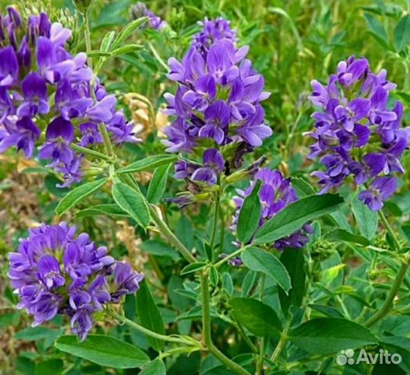 Семена люцерны сорта,Славянская местная