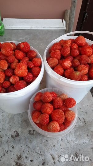 Рассада клубники