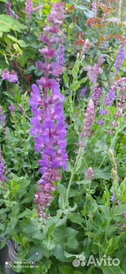 Растения для сада