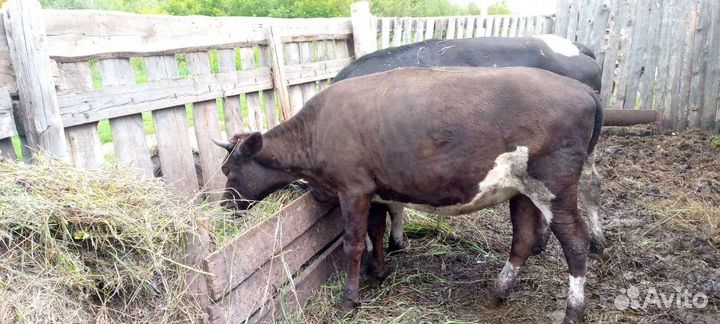 Телки стельные