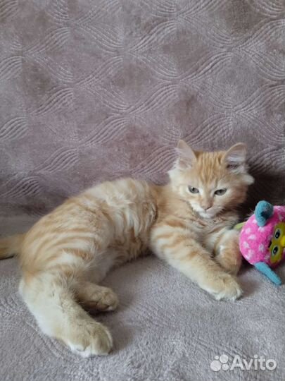 Котята в добрые руки приучены к лотку