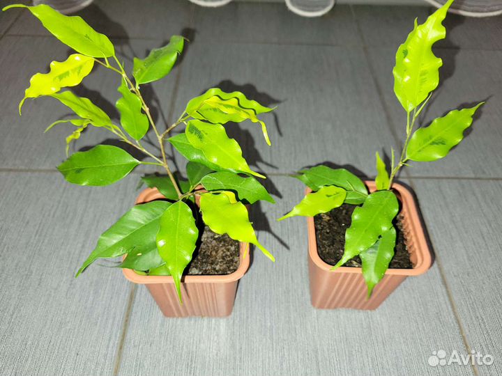 Фикус бенджамина голден моник