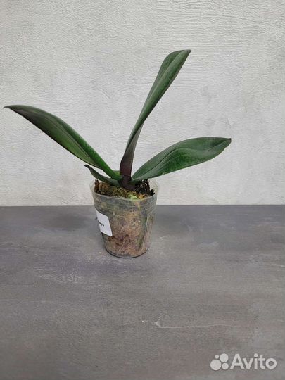 Орхидея Джамбалая