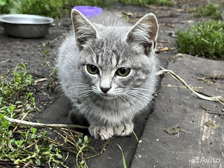 Самые красивые котята в мире