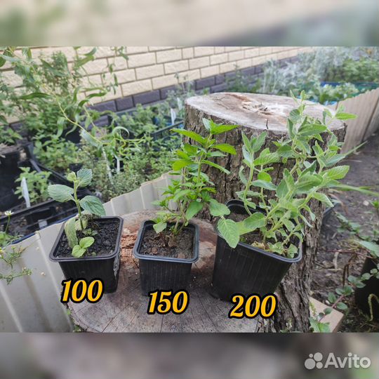 Саженцы сортовой мяты