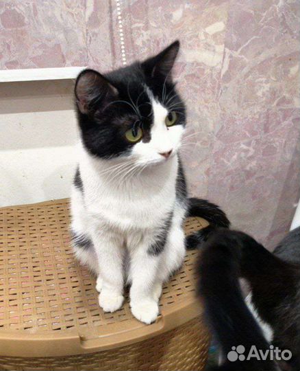 Кошечка Челси