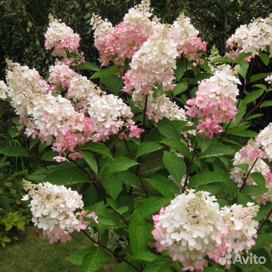 Гортензия метельчатая