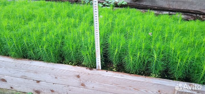 Сеянцы сосны обыкновенной окс