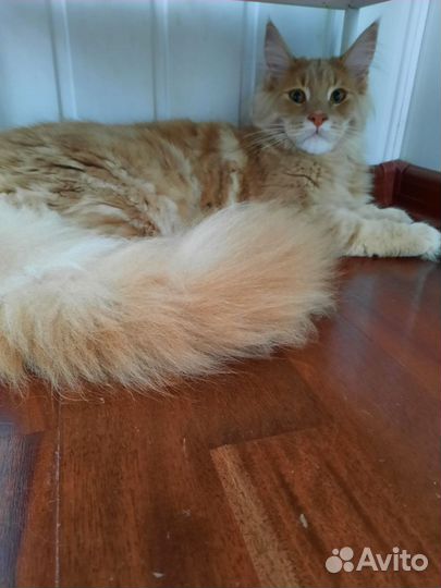 Породистый мейн-кун