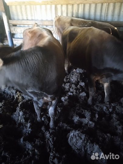 Быки на мясо живым весом