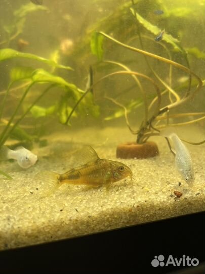 Сомики коридорасы