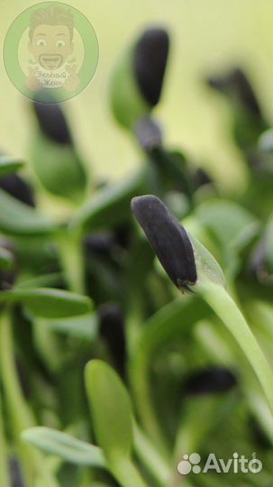 Семена для микрозелени Редис Чайна Роуз