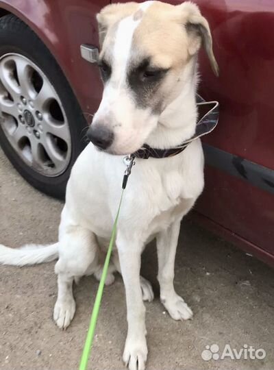 Собака в добрые руки