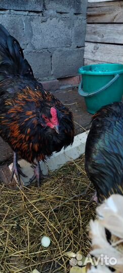 Куры петухи