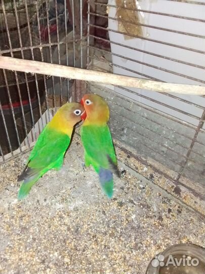 Попугай неразлучник Фишера