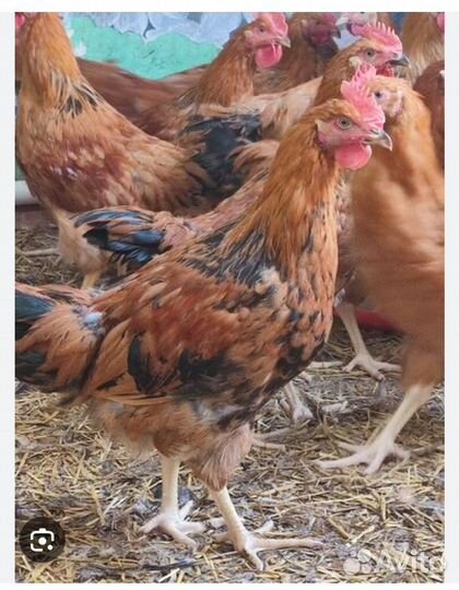 Петушки смешанные