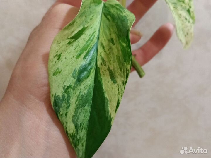 Жаде сатин сциндапсус,марбл квин