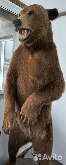 Чучело медвежонка имитация