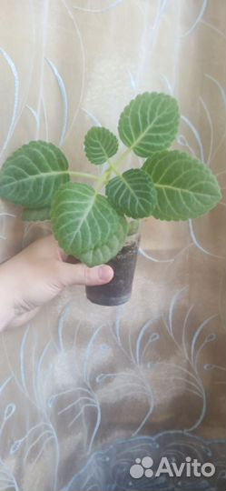 Глоксиния сеянцы разных цветов