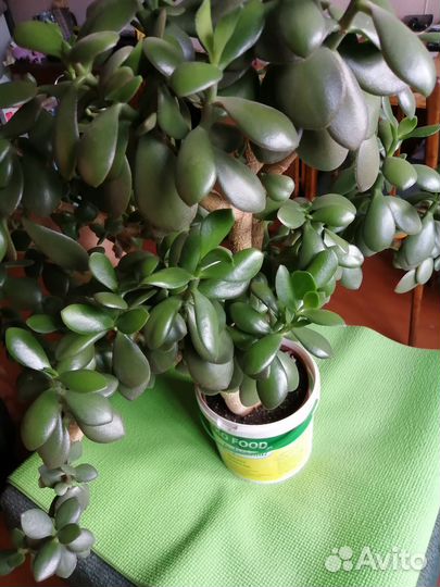 Толстянка-денежное дерево 1500руб