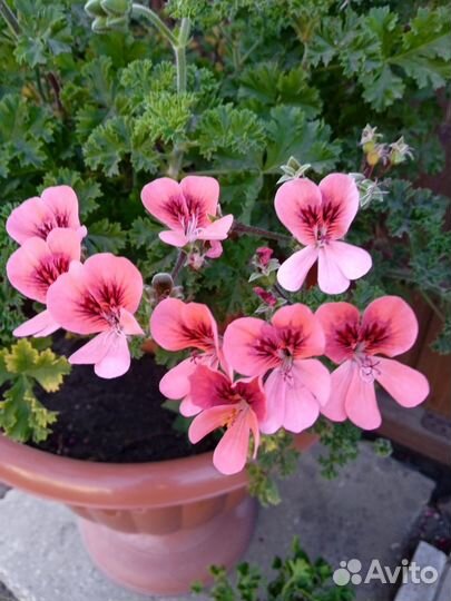 Пеларгония ангел