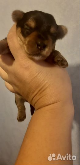 Продаються щенки Йоркширского терьера