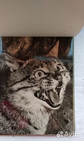 Альбом фотографий животных