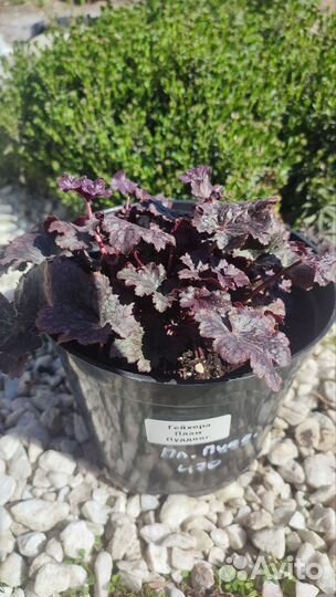 Многолетние садовые растения