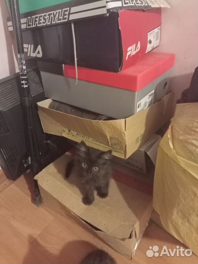 Четыре котенка ищут добрые руки