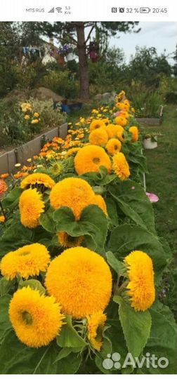 Подсолнух декоративный