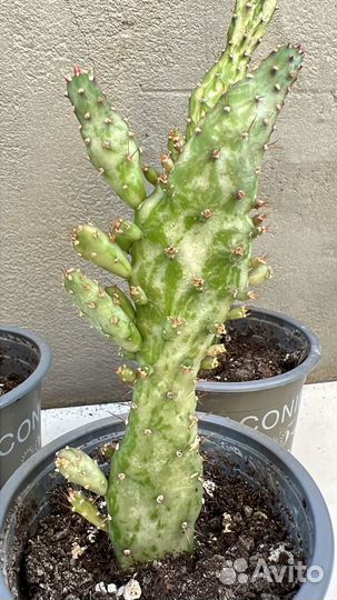 Комнатные растения цветы