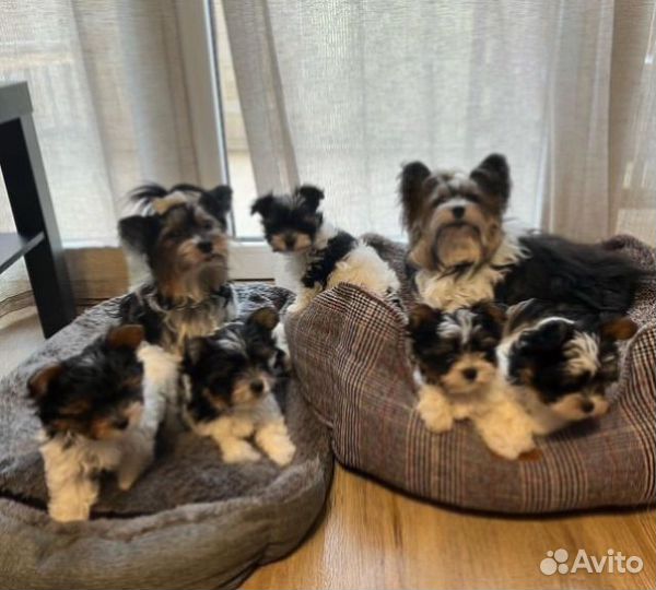 Микро Мини Стандарт