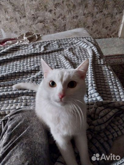 Отдам бесплатно