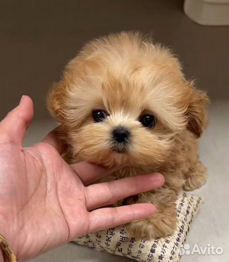 Щенки Мультипу