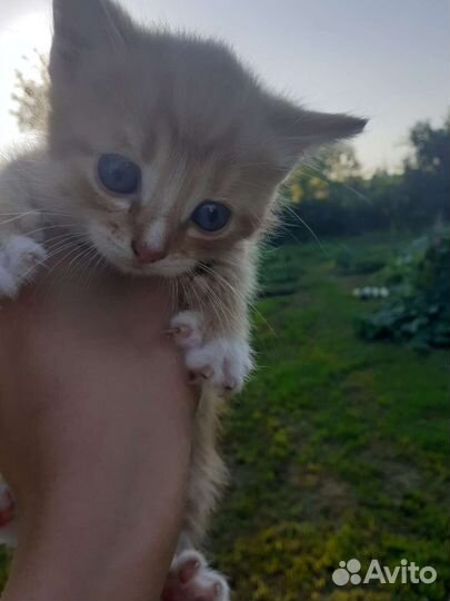 Кошка в дар бесплатно