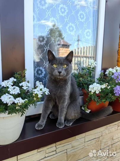 Русский голубой котик Тёма