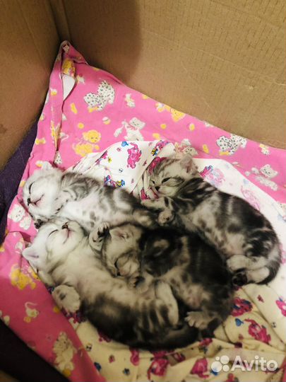 Шотландские вислоухие котята