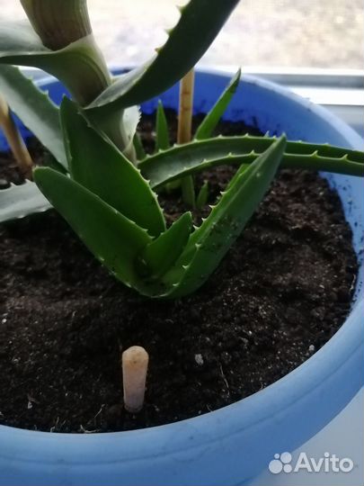 Алоэ столетник