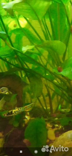 Гуппи эндлера