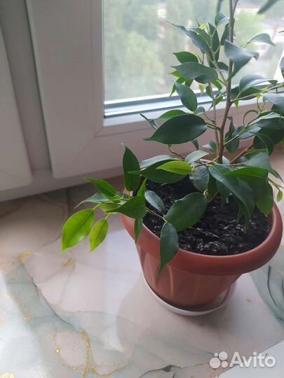 Фикус бенджамина