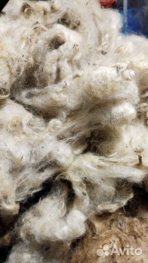 Шерсть овечья не мытая