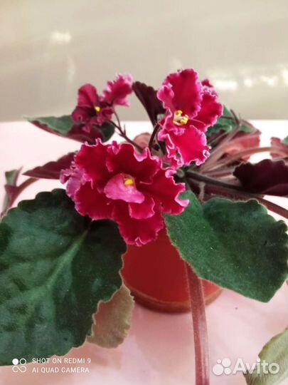 Фиалки взрослые и детки. Доставка