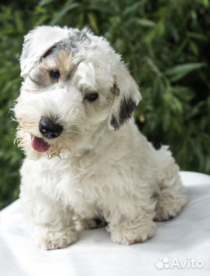 Селихем-терьер